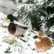 Snowy ducks 1